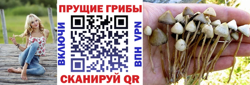 Купить  Чебаркуль  Псилоцибиновые грибы Psilocybine cubensis 